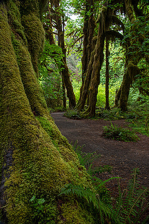 Hoh Rain Forest