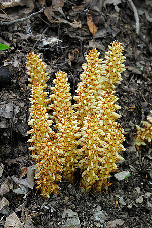 Squawroot