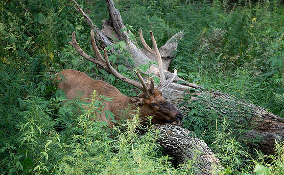 Elk