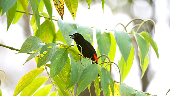Cherrie's Tanager