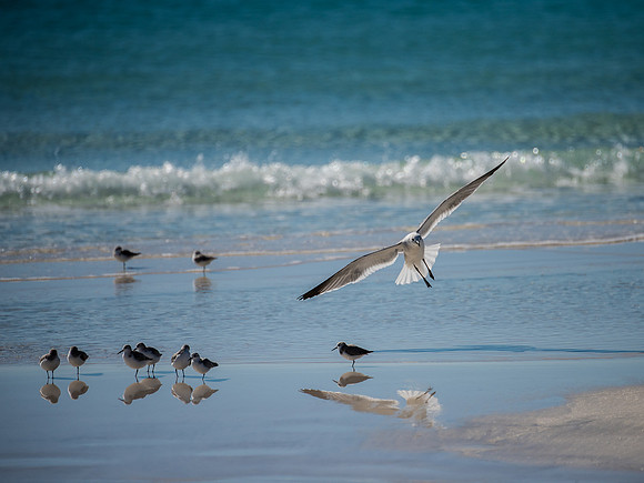 Seagulls, Destin, Florida