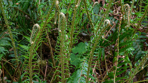 Hoh Rain Forest