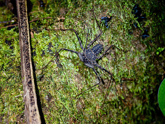 Scorpion Spider