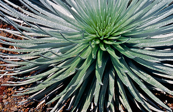 Silversword
