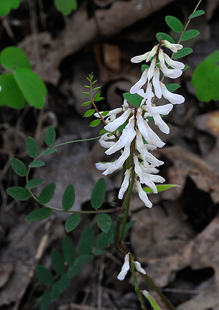 Wood Vetch