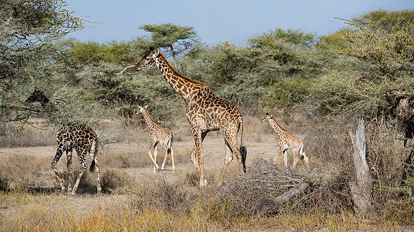 Giraffe family