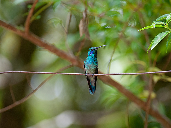 Violet-Crowned Woodnymph