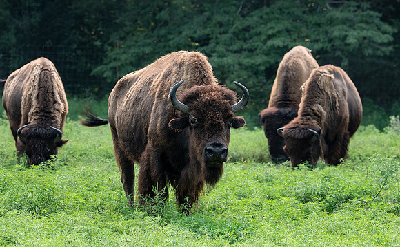 Bison