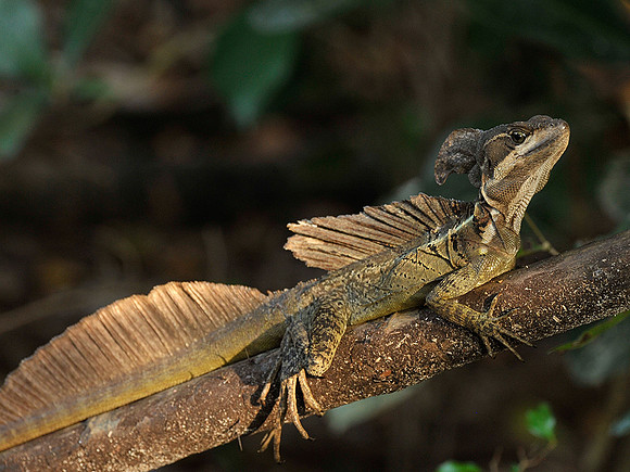 Basiliscus Lizard
