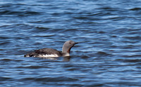 Red Throated Loon