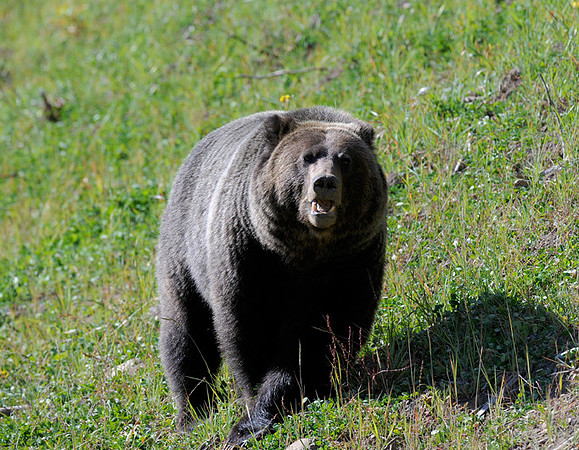 Grizzly Bear