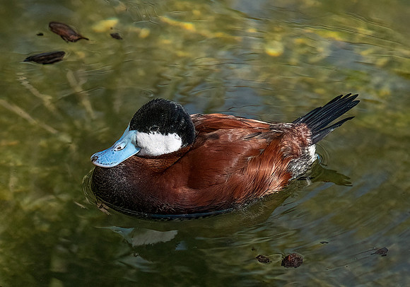 Ruddy Duck