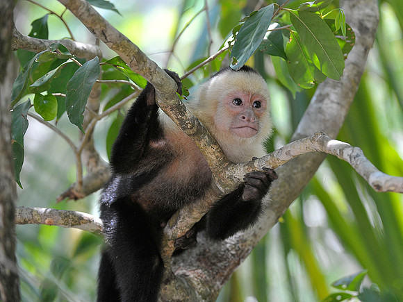 White Faced Monkey