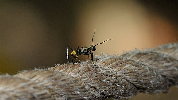 Golden Carpenter Ant