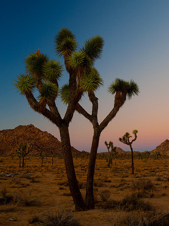 Joshua Tree National Park