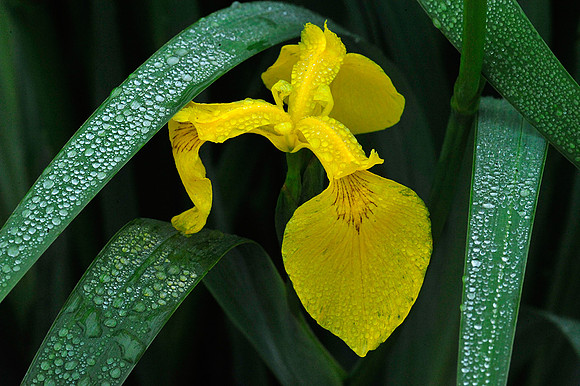 Yellow Flag Iris