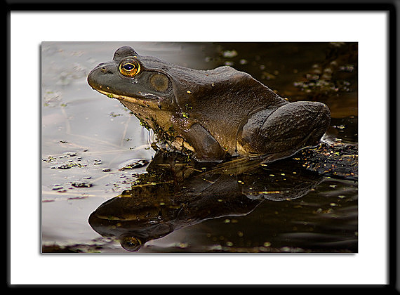 American Bullfrog
