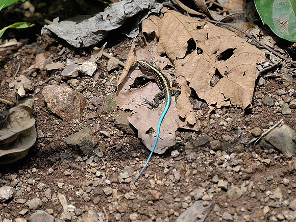 Rainbow Whiptail
