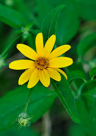 Woodland Sunflower