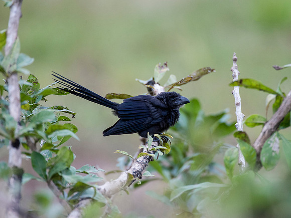 Smooth Billed Ani