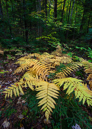 Ferns and Forest