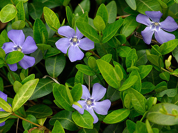 Periwinkle