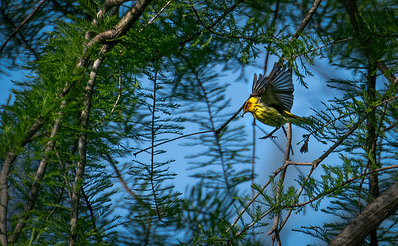 Cape May Warbler