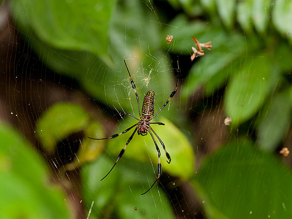 Golden Orb Weaver Spider