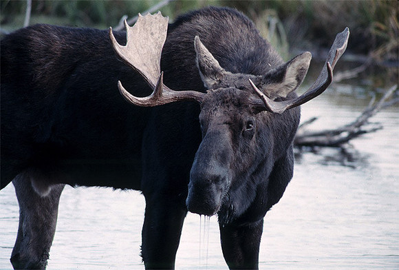 Moose at Grand Tetons National park