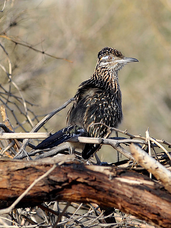 Roadrunner