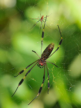 Golden Orb Weaver spiders