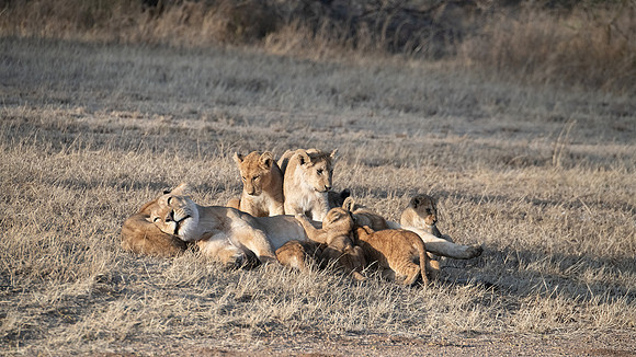 Lions with nursing cubs