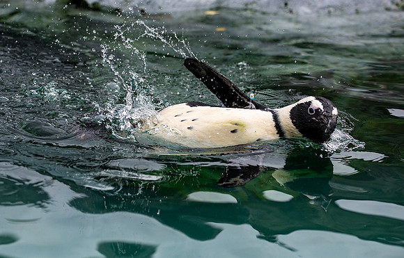 African penguin