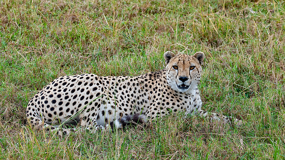 Cheetah