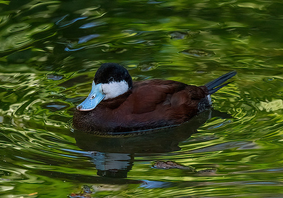 Ruddy Duck