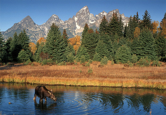 Moose at Grand Tetons National park