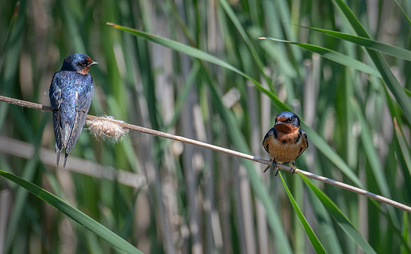 Barn Swallow Pair