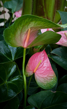 Longwood Gardens