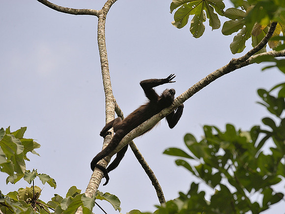 Spider Monkey relaxing