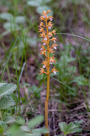 Spotted Coral Root Orchid