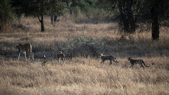 Cheetah and cubs