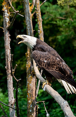 Bald Eagle