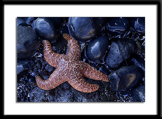 Starfish