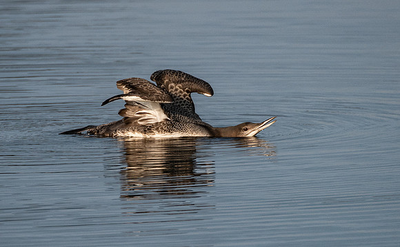 Loon