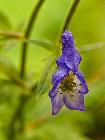 Monkshood Wildflower