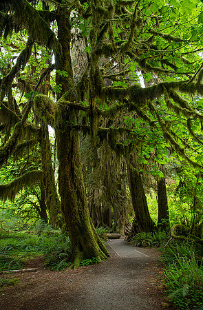 Hoh Rain Forest