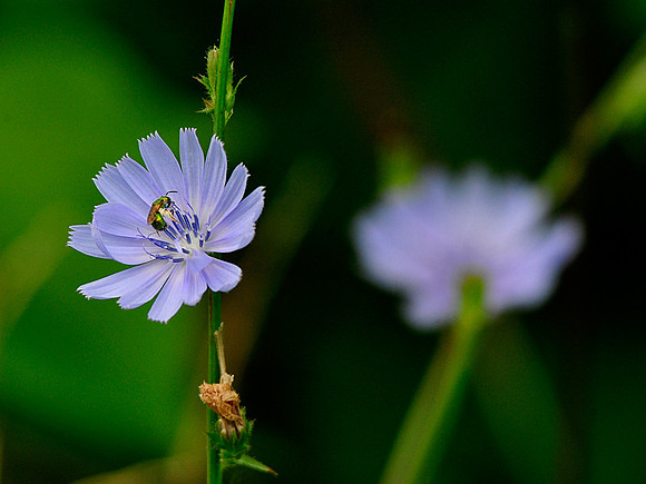 Chicory