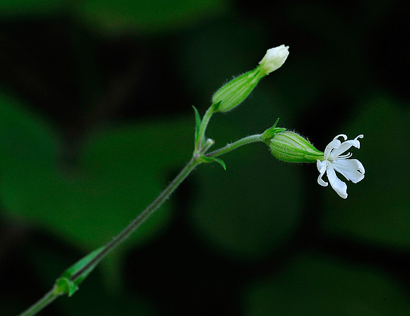 Bladder Campion