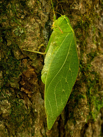 Katydid