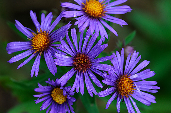 New England Aster flowers